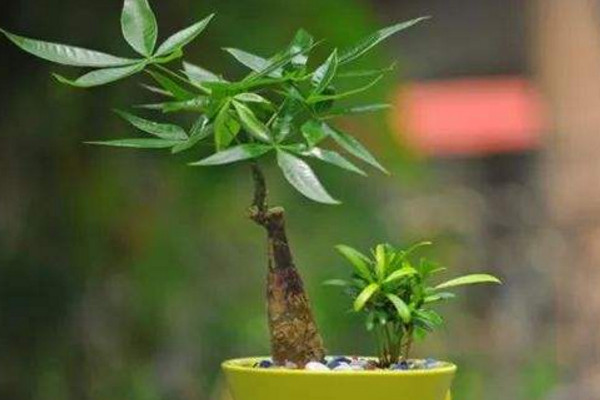 如何养发财树，其自身根部能储存水分和养分