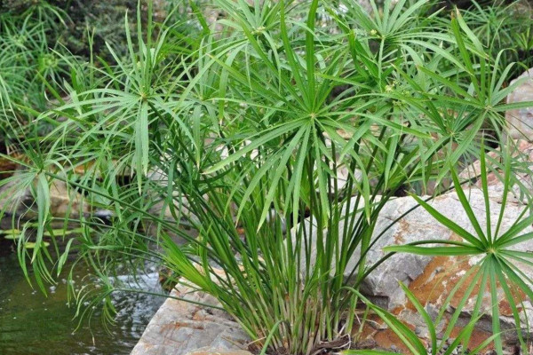 如何养水竹，生命力强在水中也能生长的很好