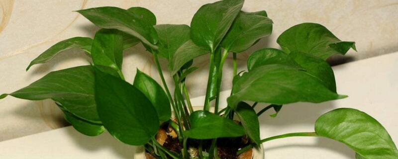 绿萝盆栽养护方法