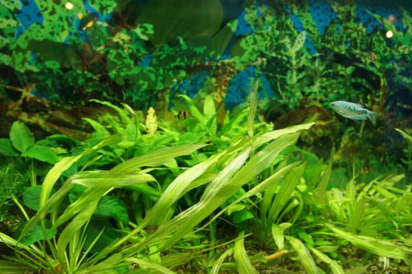 藻类植物成长图片