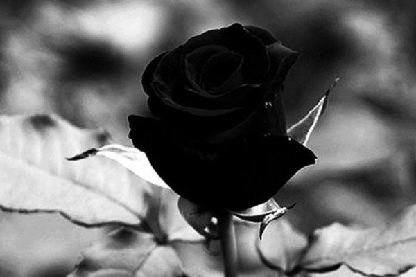 黑玫瑰花语
