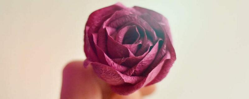 紫玫瑰代表什么