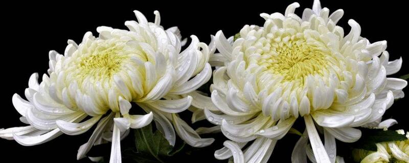 白菊花代表什么意思 花语网