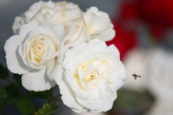 白色玫瑰花语