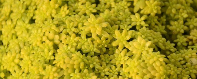黄金草怎么养 花语网