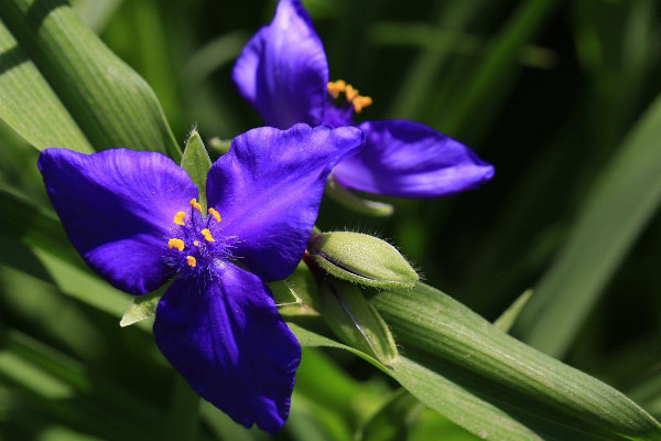 紫露草的养殖方法 花语网