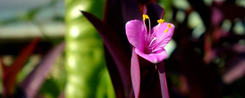 紫根兰的养殖方法和注意事项