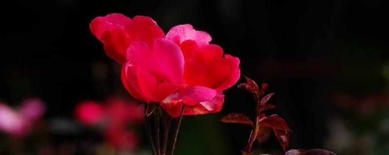 蔷薇花和月季花的区别