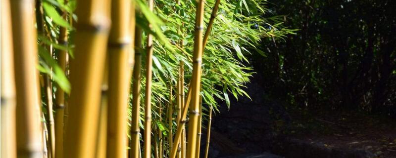 竹子的寓意