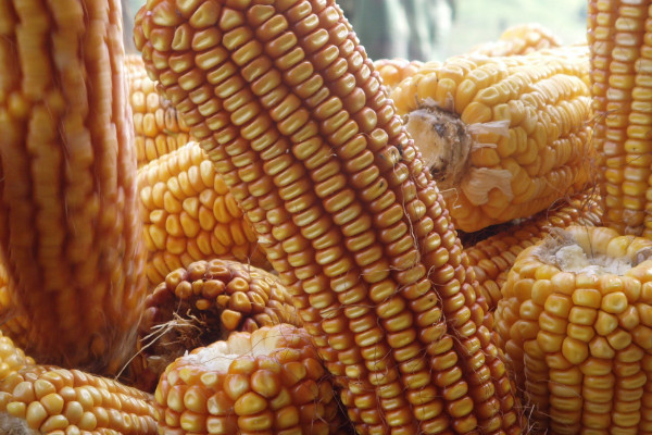 玉米靠什么传播种子