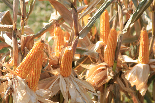 玉米靠什么传播种子