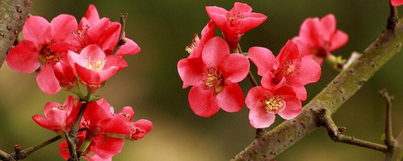四季海棠花的养殖方法