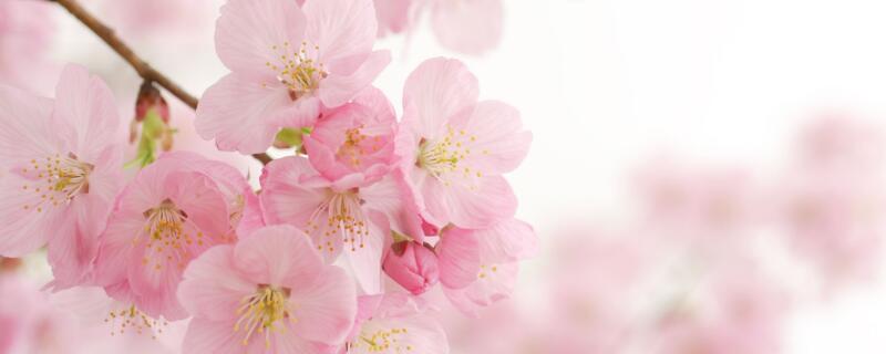 樱花树怎么种植