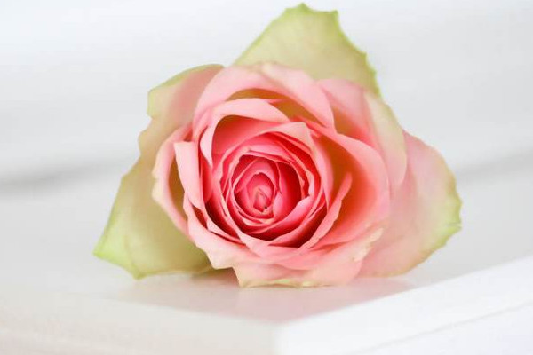 粉红玫瑰花语