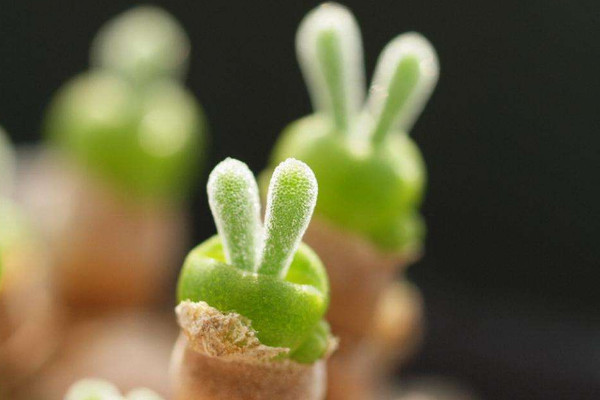 十大最漂亮的多肉植物，碧光环形似小兔子最可爱