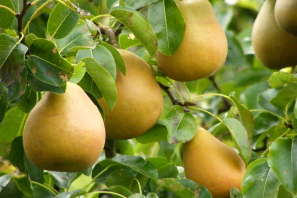 柚子树的种植技术有哪些，嫁接繁殖/压条繁殖/种子繁殖