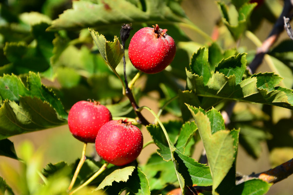 冬天成熟的十种水果有哪些，冬枣最受欢迎