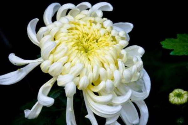 什么花最吸收甲醛，吊兰最常见吸收能力强