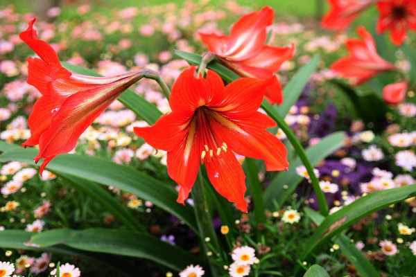 朱顶红一年开几次花，大多数品种一年只开一次花