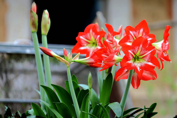 朱顶红一年开几次花，大多数品种一年只开一次花