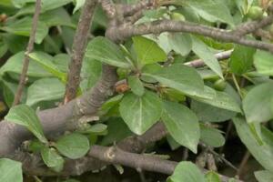 麻梨疙瘩是什么树，被称为小叶鼠李和北方黄花梨