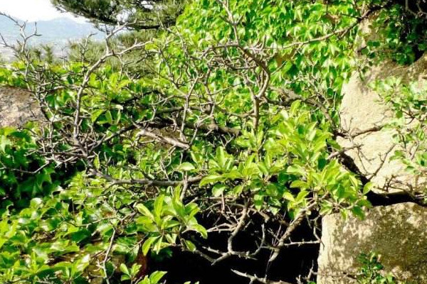 麻梨疙瘩是什么树，被称为小叶鼠李和北方黄花梨