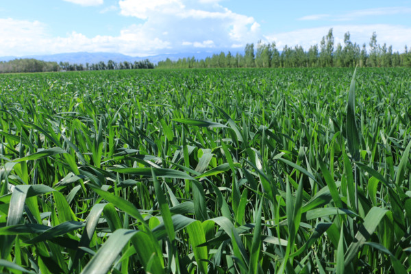 冬小麦和春小麦的区别，习性/收获/产量不同