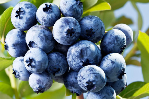 蓝莓种植技术方法是什么，土壤有机质和酸碱性是关键