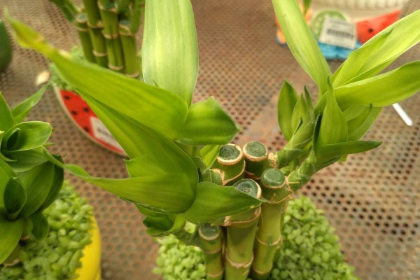 富贵竹怎么养才能生根，斜切植根增加养分的接触面