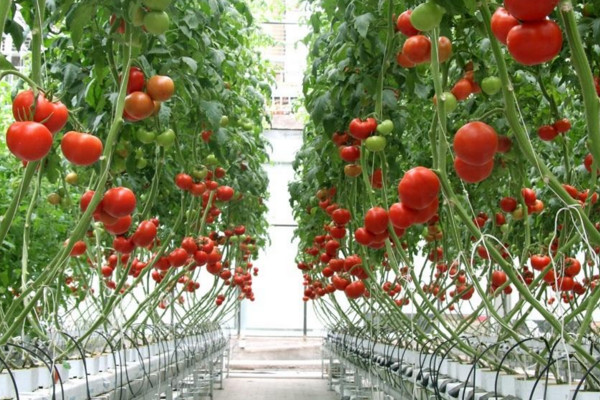 水培蔬菜怎么种植，使用泡沫塑料箱施有机肥