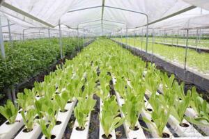 水培蔬菜怎么种植，使用泡沫塑料箱施有机肥