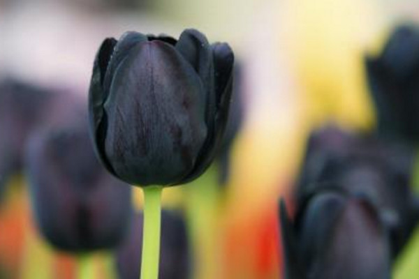 世界上最高贵神秘的花有哪些，昙花/黑色鸢尾花/睡莲/黑郁金香