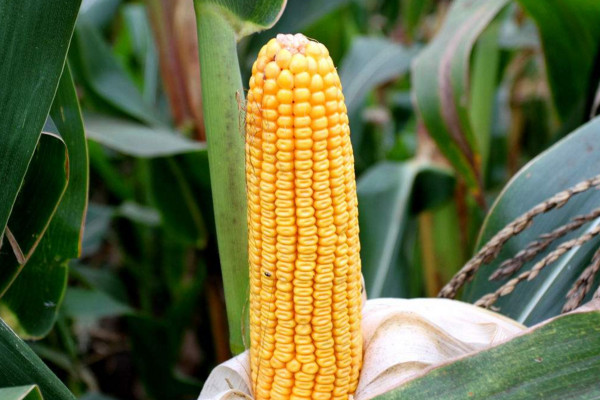 玉米种植技术，种子处理合理整地