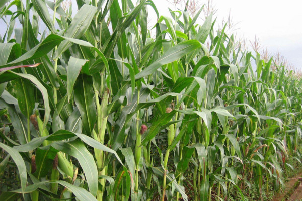 玉米种植技术，种子处理合理整地
