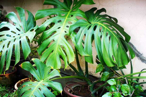 适合放客厅的大盆绿植，龟背竹造型奇特养殖方便