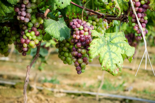 葡萄种植技术与管理，施肥浇水是葡萄营养的主要来源