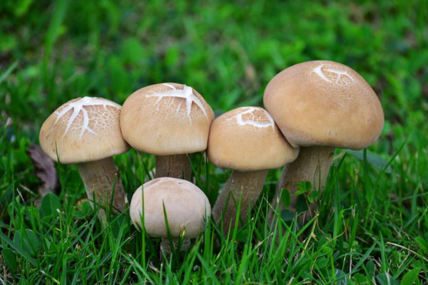 蘑菇种植技术，选好合适品种配置好土壤