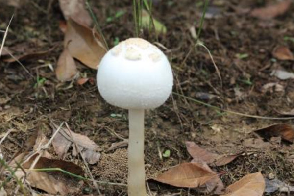 蘑菇种植技术，选好合适品种配置好土壤