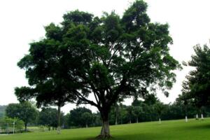榕树的养殖方法和注意事项，保持充足光照在休眠期进行修剪