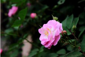 蔷薇种植方法及时间，需进行育苗最佳时间在秋季落叶后