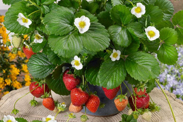 盆栽草莓的種植方法，土壤要肥沃保持散射光