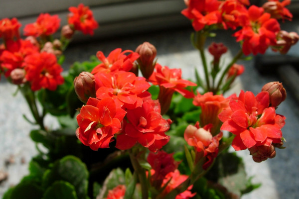 花期长的花有哪些，三角梅月季可全年开放
