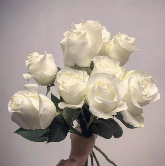 白玫瑰花语,白玫瑰花语是什么