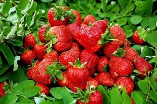 草莓什么时候成熟？草莓的成熟期是从二月到三月