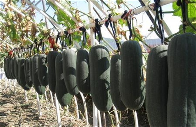 黑皮冬瓜专业的栽培技术