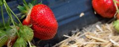 什么时候种植草莓？草莓栽培要点