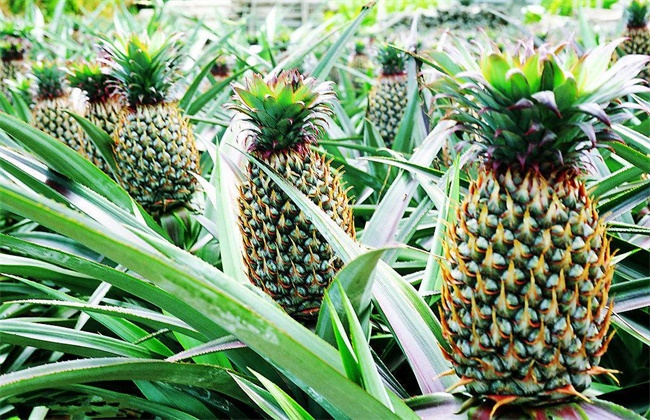 菠萝常见种类及图片大全