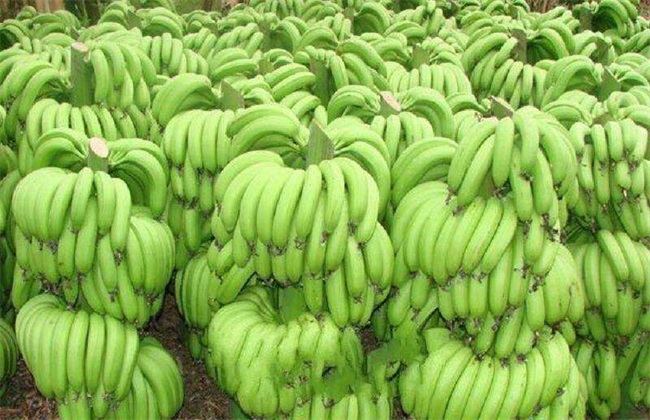 香蕉 常见种类 图片名称