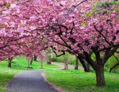  樱花树是怎样种植