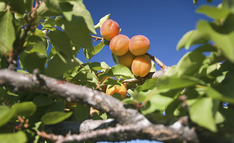 杏树栽培技术及种植条件